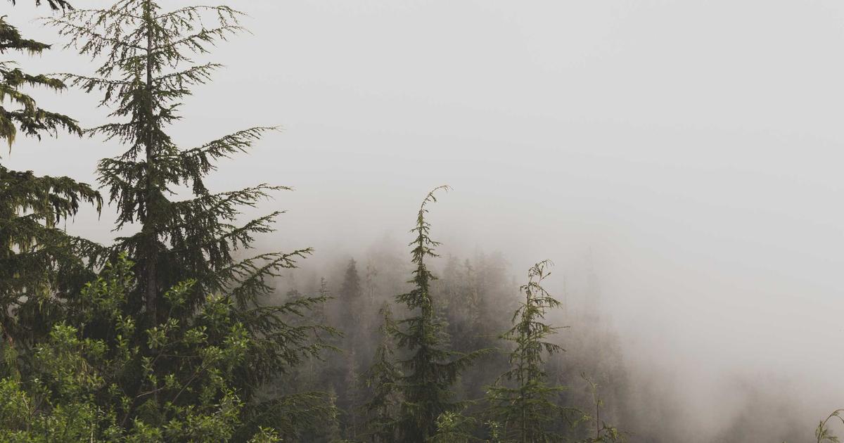 Beyond the Dispensary Tour: How Cannabis Brands Can Win With Experience-Led Marketing